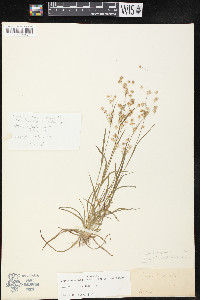 Luzula echinata image