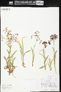 Luzula hitchcockii image
