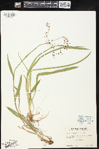 Luzula hitchcockii image