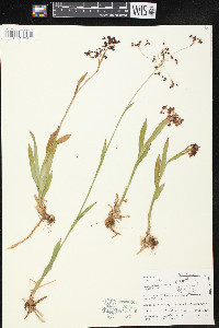 Luzula hitchcockii image