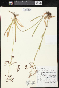 Luzula hitchcockii image