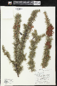 Grevillea juniperina image