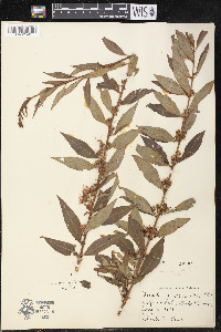 Decodon verticillatus var. laevigatus image