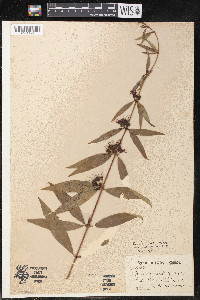 Decodon verticillatus var. laevigatus image