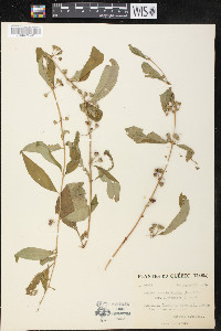 Decodon verticillatus var. laevigatus image