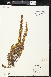 Acacia acinacea image