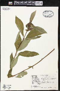 Decodon verticillatus image