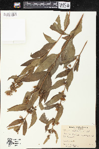 Decodon verticillatus image