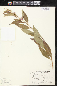 Decodon verticillatus image