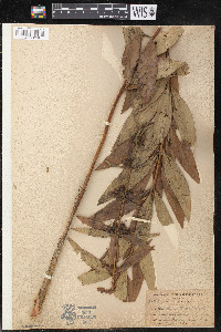 Decodon verticillatus image