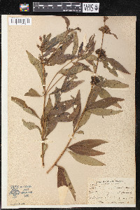 Decodon verticillatus image