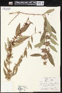 Decodon verticillatus image