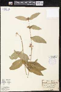 Decodon verticillatus image