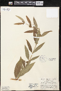 Decodon verticillatus var. laevigatus image