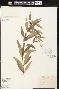Decodon verticillatus image
