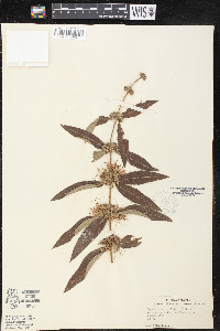 Decodon verticillatus image