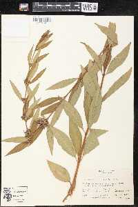 Decodon verticillatus image
