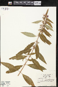Decodon verticillatus image