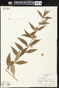 Decodon verticillatus image