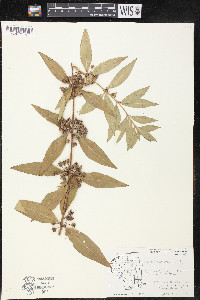 Decodon verticillatus image