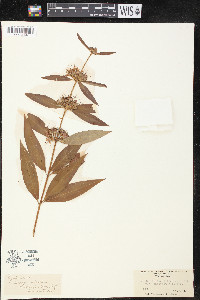 Decodon verticillatus image