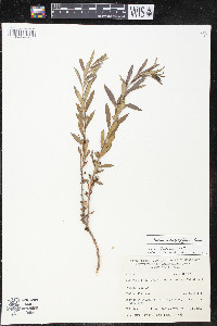 Heimia salicifolia image