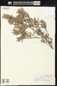Pemphis acidula image