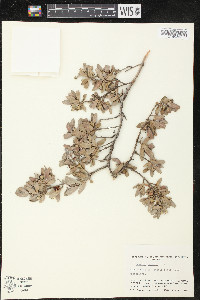 Pemphis acidula image