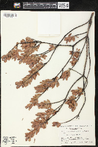 Pemphis acidula image