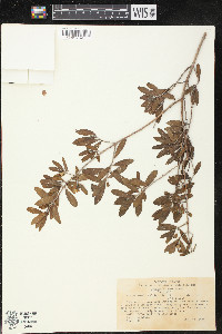 Pemphis acidula image