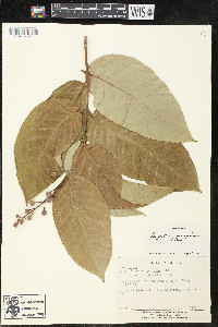 Lagerstroemia speciosa image