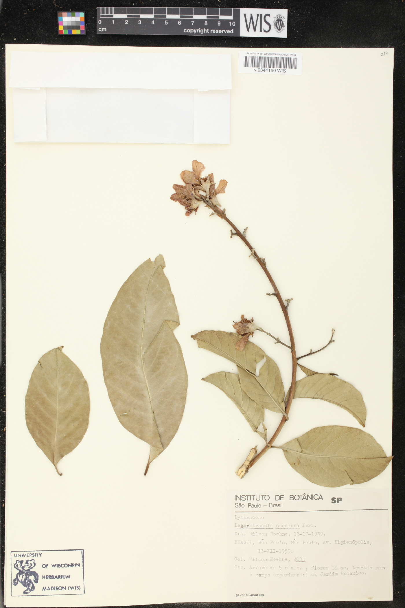 Lagerstroemia speciosa image