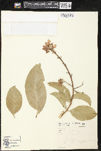 Lagerstroemia speciosa image