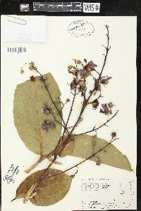 Lagerstroemia speciosa image