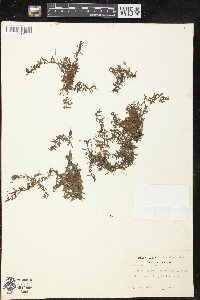 Peplis diandra image