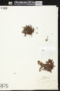 Peplis diandra image