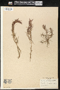 Peplis diandra image