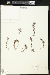 Peplis diandra image