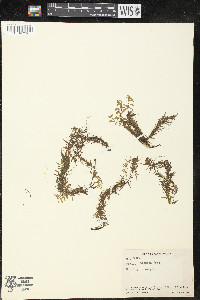 Peplis diandra image
