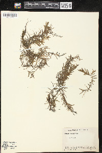 Peplis diandra image