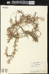 Peplis diandra image