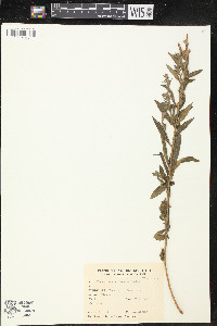 Pleurophora saccocarpa image