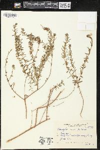 Pleurophora saccocarpa image