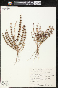 Rotala ramosior image