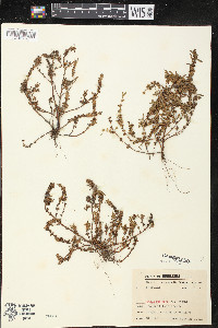 Rotala ramosior image