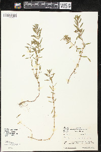 Rotala ramosior image