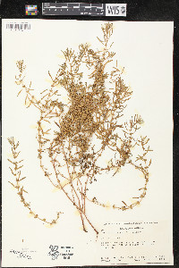 Rotala ramosior image