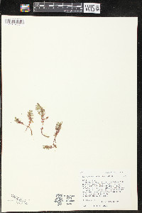 Rotala ramosior image