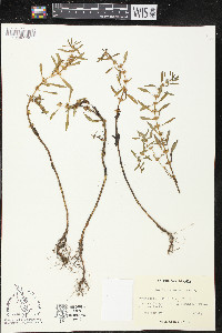 Rotala ramosior image