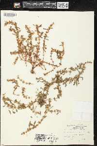 Rotala ramosior image